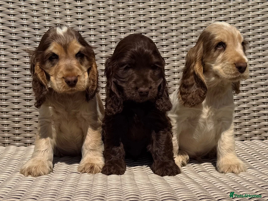 Cocker Spaniel dogs for sale: KC Show-type Chocolate & Choc Sable puppies - Advert 1