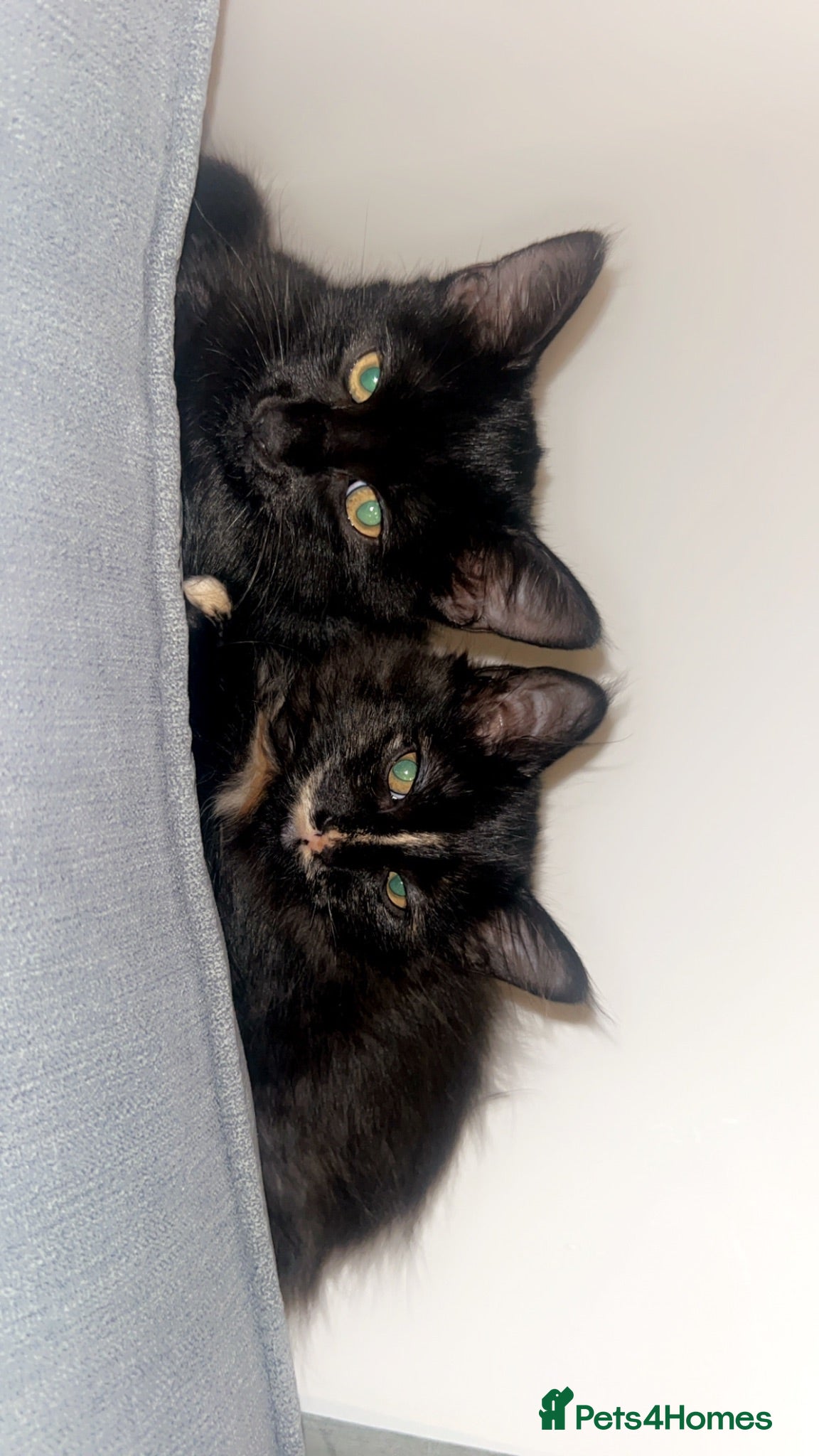 Mixed Breed cats 2 sisters  - Advert 1