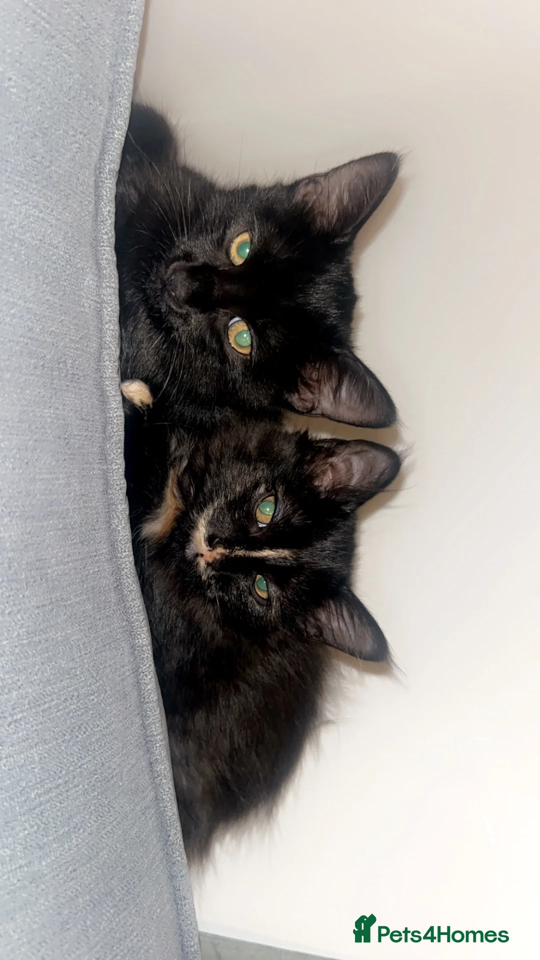Mixed Breed cats for sale: 2 sisters  - Advert 1