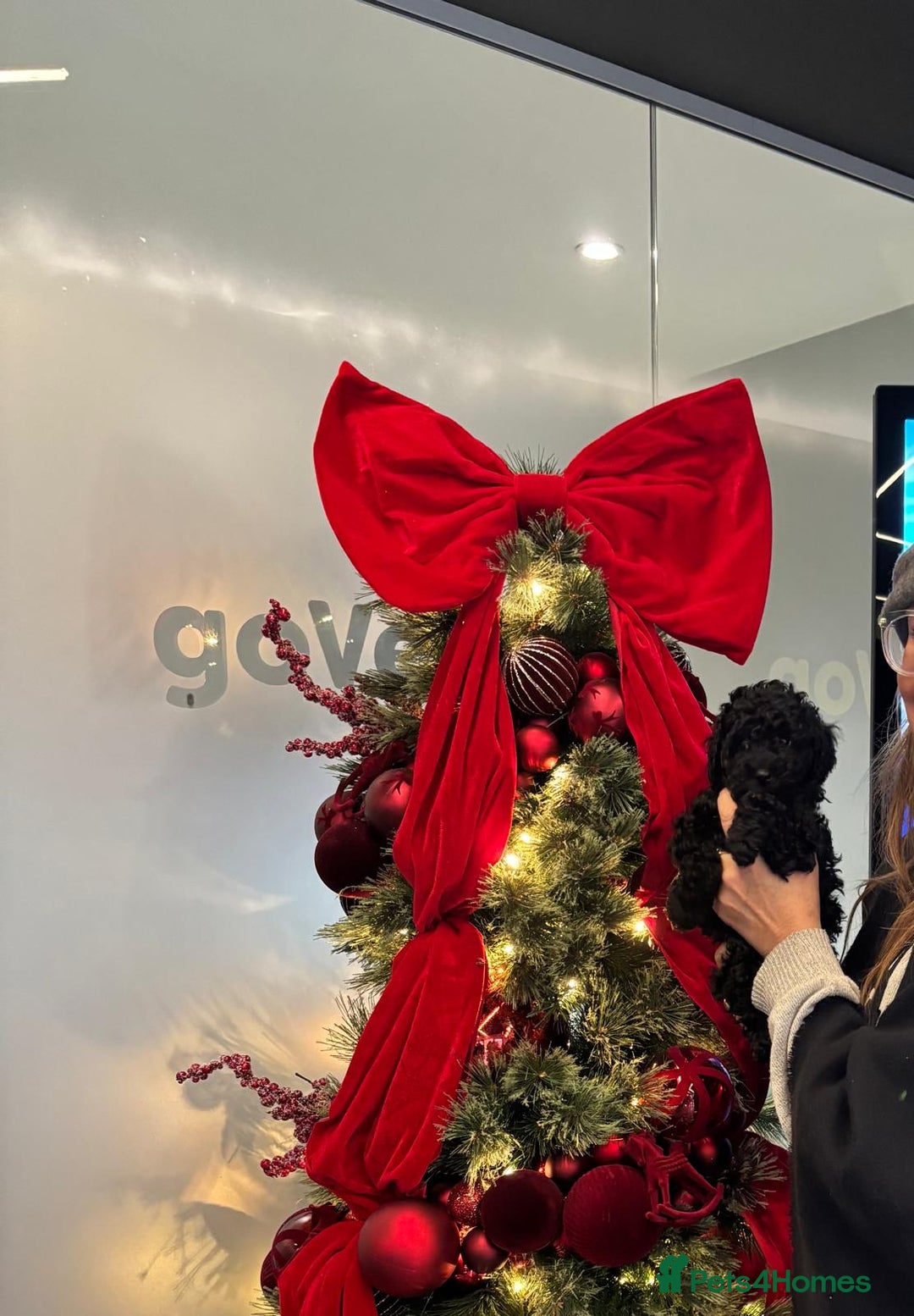 Toy Poodle dogs for sale: ADORABLE ‘ALBERT’ *TOY POODLE*BOY*PUP ready now - Advert 4