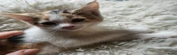 Mixed Breed cats for sale: Beautiful Mixed kittens 8 weeks  - Advert 8