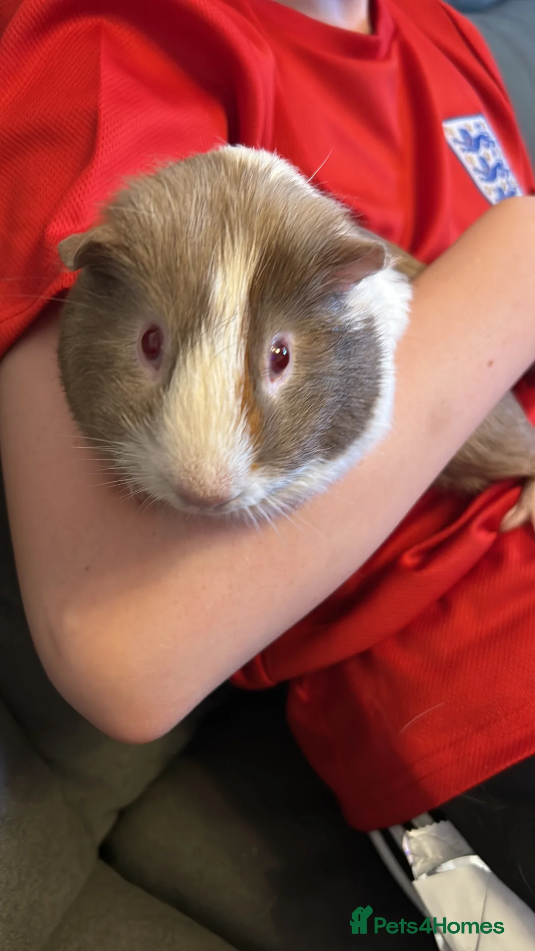 Guinea Pig rodents for sale: Two male guinea pigs - Advert 5