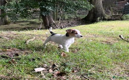 Jack Russell dogs for sale: Gorgeous Jack Russell puppies - Image 3
