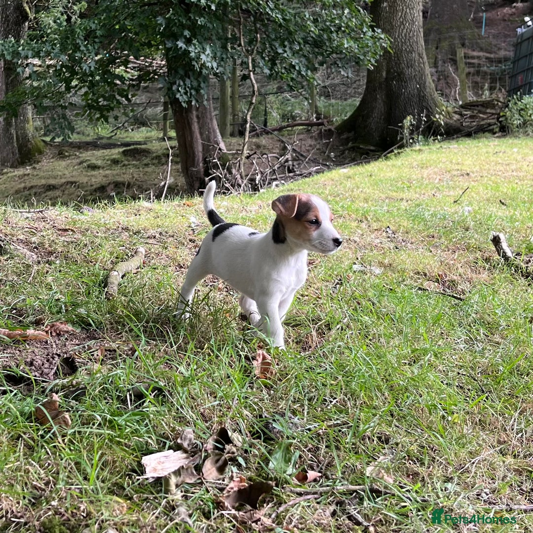 Jack Russell dogs for sale: Gorgeous Jack Russell puppies - Image 3