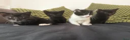Mixed Breed cats for sale: Kittens, black and white - Advert 9