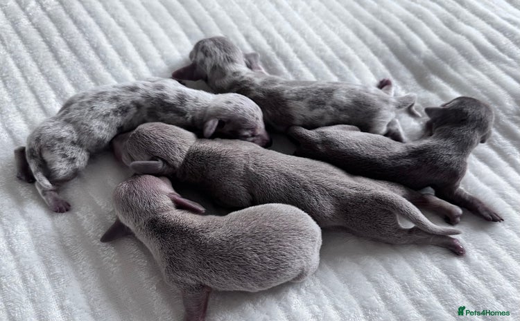 Miniature Dachshund dogs - Advert 11