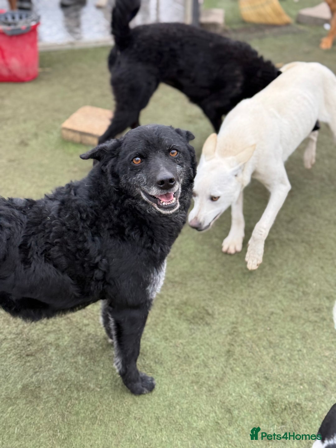 Mixed Breed dogs for adoption: Sweet Romeo Looking for LOVE - Advert 16