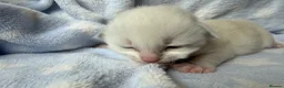 Ragdoll cats for sale: Stunning Ragdoll kittens Blue & Lilac Mitted boys  - Advert 6