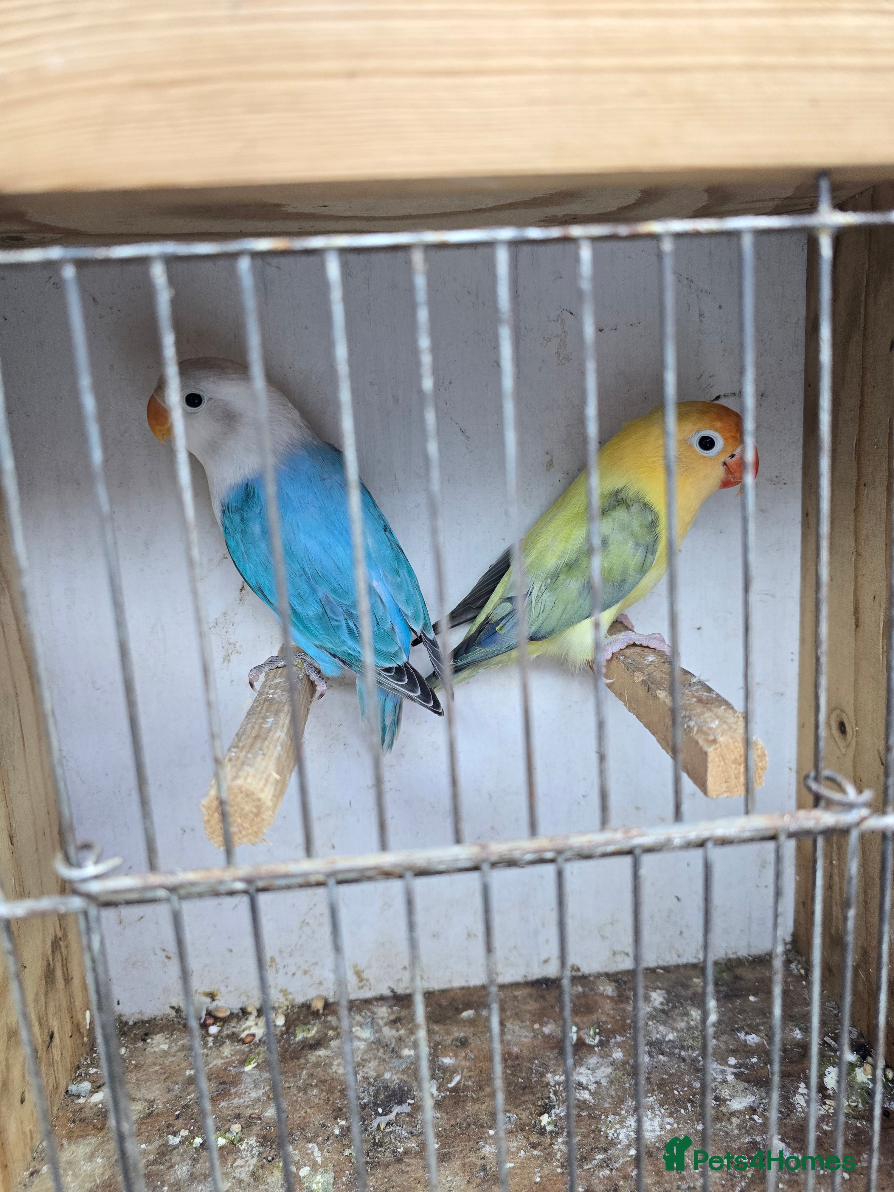 Lovebirds birds Love birds - Advert 1