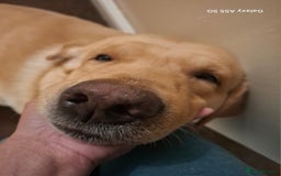 Labrador Retriever dogs for stud: Handsome Golden yellow labrador, family pet - Image 2