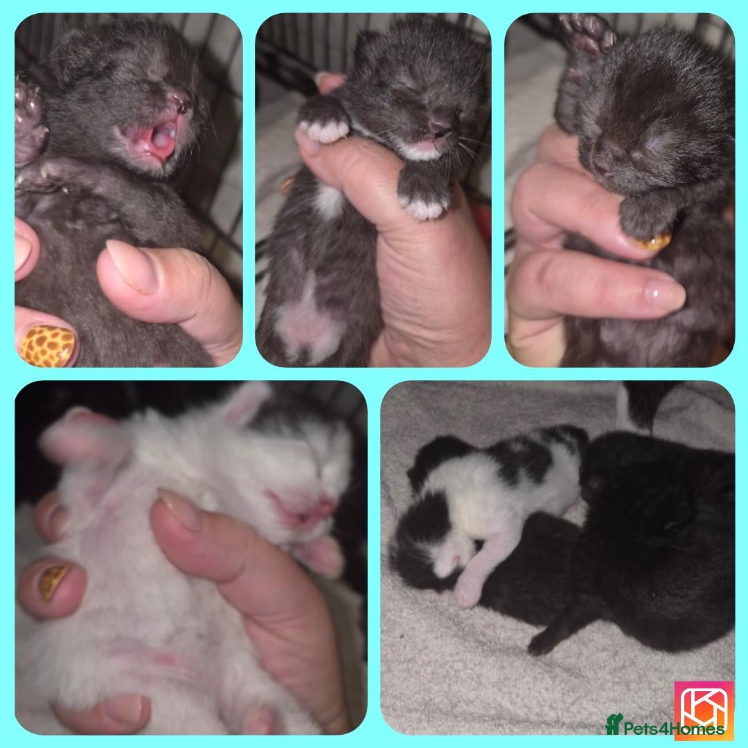Mixed Breed cats 4 beautiful kittens (unsure of sex currently)  - Advert 6