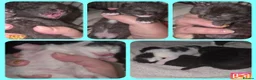 Mixed Breed cats for sale: 4 beautiful kittens (unsure of sex currently)  in Boston - Advert 1