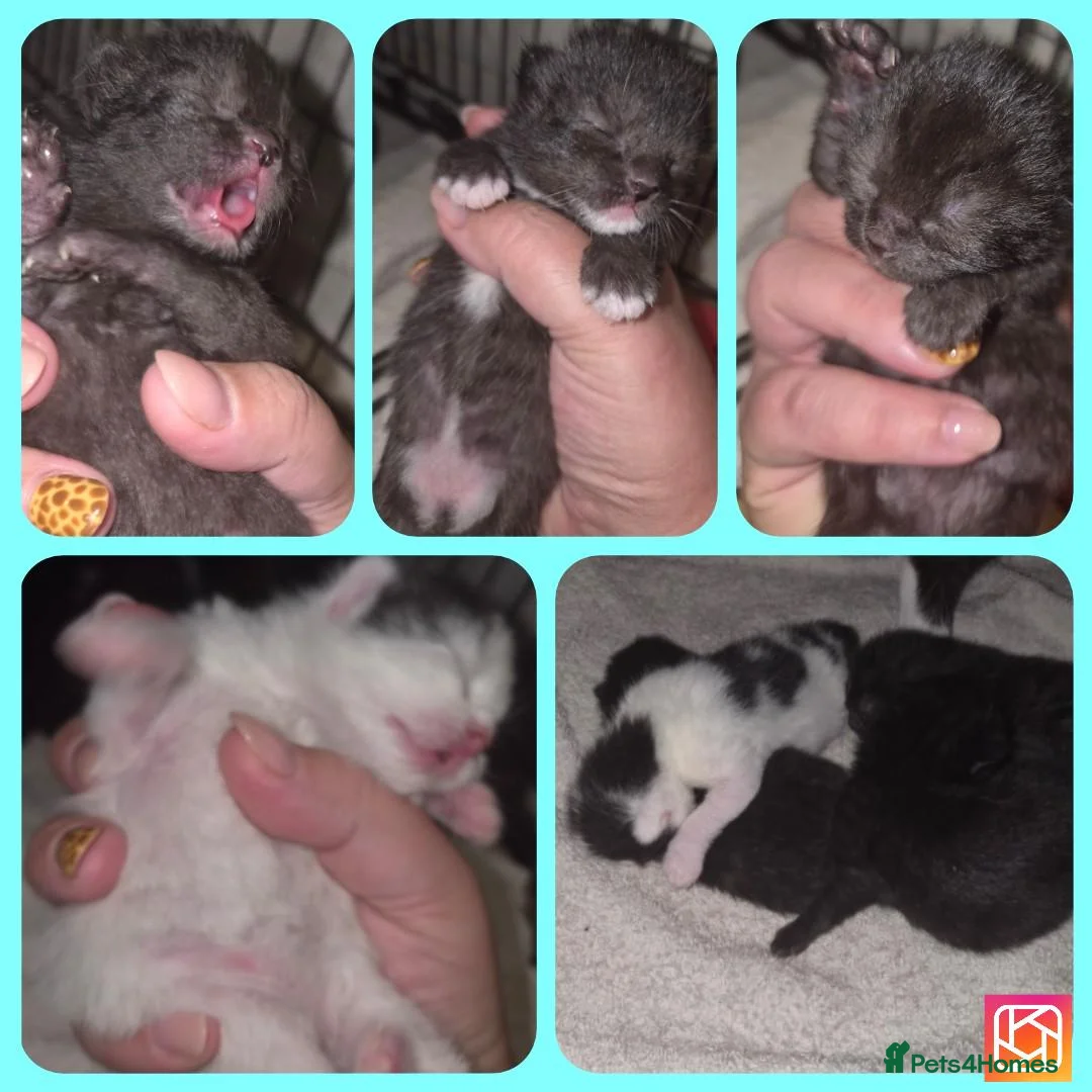Mixed Breed cats for sale: 4 beautiful kittens (unsure of sex currently)  in Boston - Advert 1