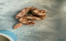 Boa Snake reptiles for sale: Sunglow Boas  - Image 2