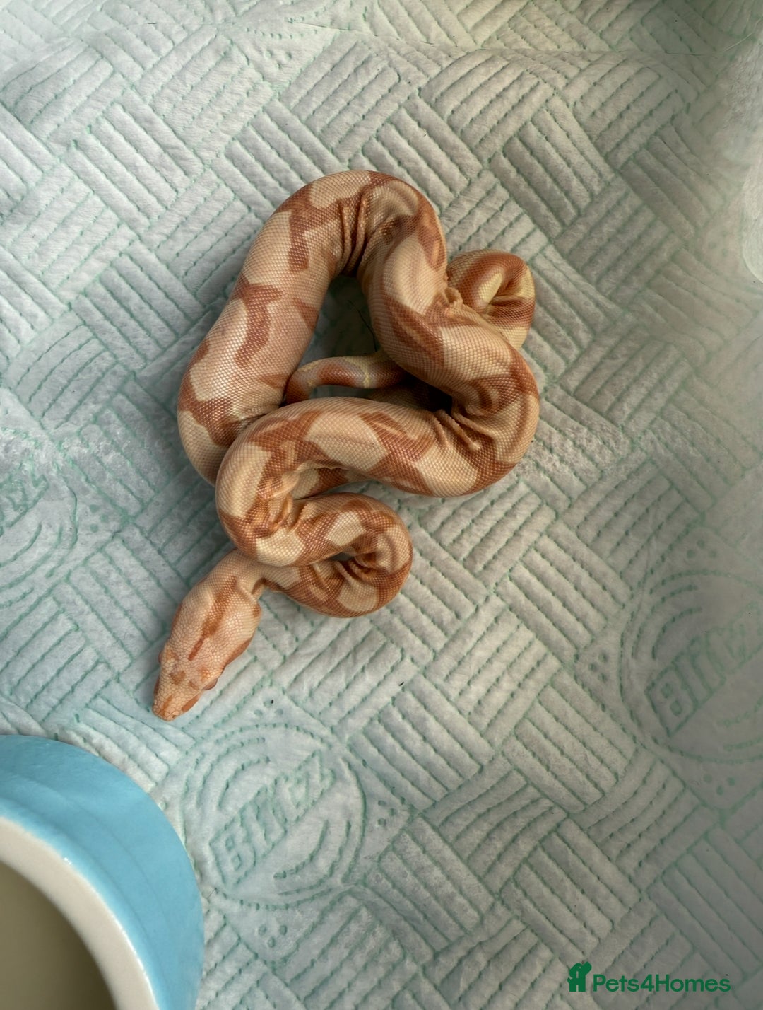 Boa Snake reptiles for sale: Sunglow Boas  - Image 2