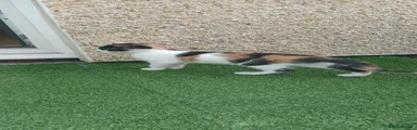 Mixed Breed 2