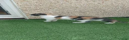 Mixed Breed cats for sale: 2 gorgeous kittens looking for their forever home  - Advert 12