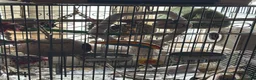 Lovebirds birds for sale: Two bonded love birds for sale - Advert 5
