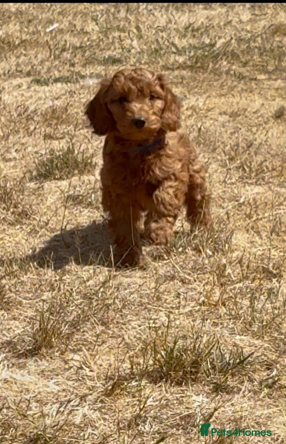 Cockapoo dogs Adorable cockapoo (3 available) - Advert 8