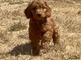 Cockapoo dogs Adorable cockapoo (3 available) - Advert 1