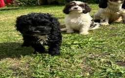 Cockapoo dogs for sale: AMERICAN COCKAPOO PUPPIES FOR SALE  - Image 11