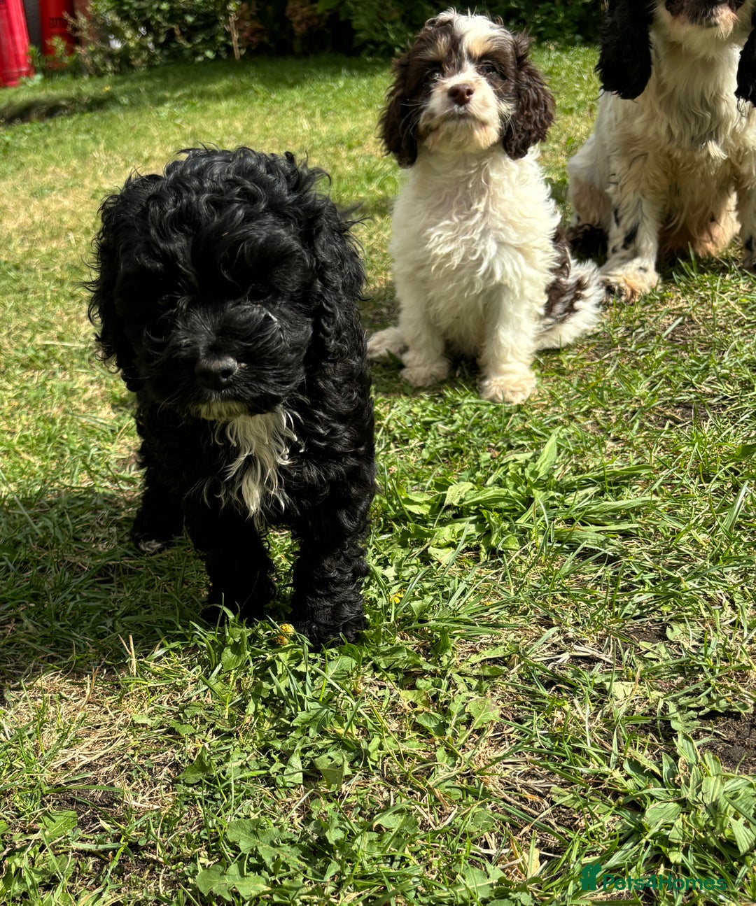 Cockapoo dogs for sale: AMERICAN COCKAPOO PUPPIES FOR SALE  - Image 11