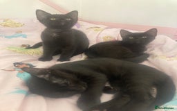 Mixed Breed cats for sale: Sphynx cross kittens  - Image 5