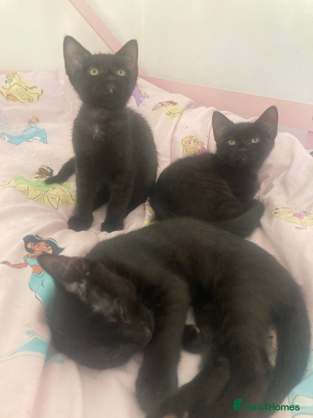 Mixed Breed cats for sale: Sphynx cross kittens  - Image 5