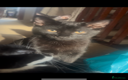 Mixed Breed cats for sale: 2 black male cats for sale  - Image 1