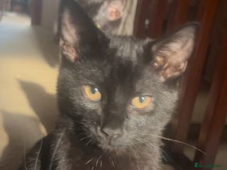 Mixed Breed cats - Advert 2