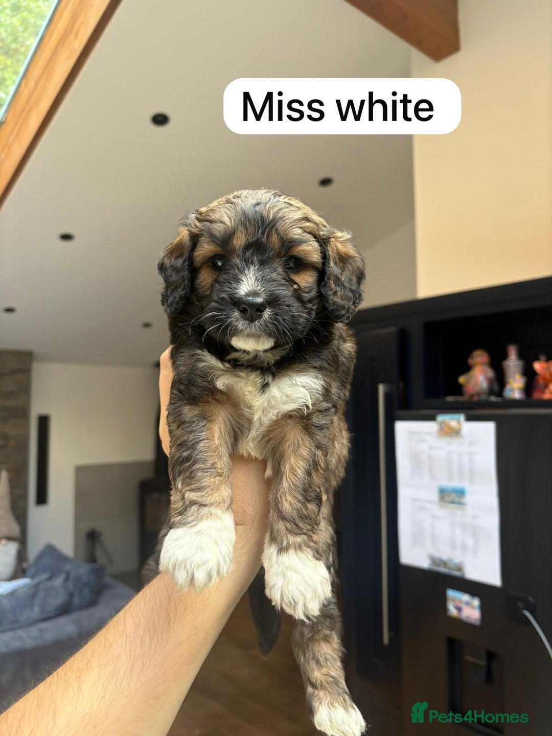 Mixed Breed dogs for sale: Outstanding Saint Bernadoodle Puppies  - Image 5
