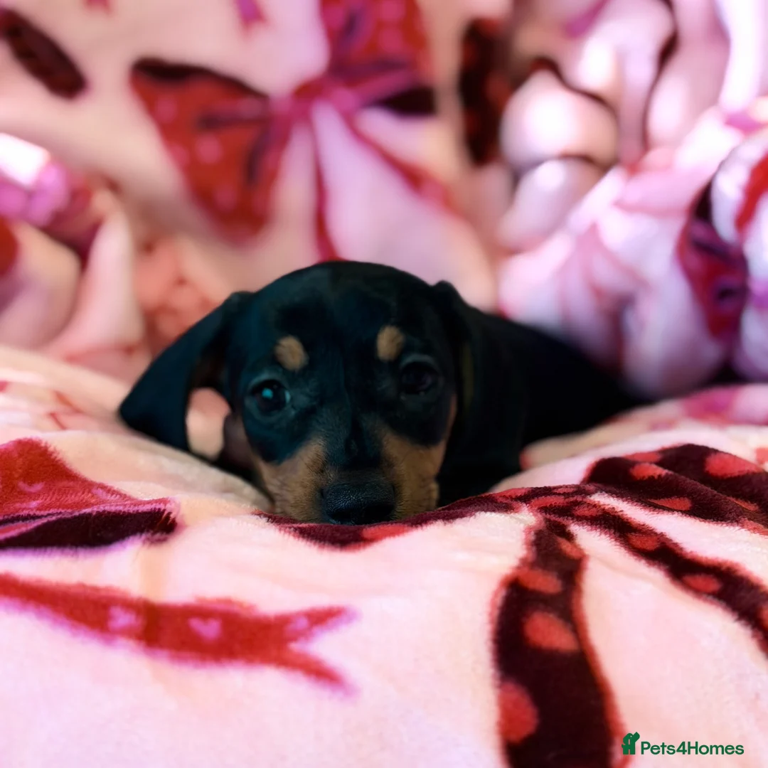 Miniature Dachshund dogs for sale: 💜🎀 FINAL GIRL 🎀💜 - Advert 6
