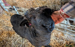 Sheep livestock for sale: Mixed Breeds - this year's stock  - Image 2