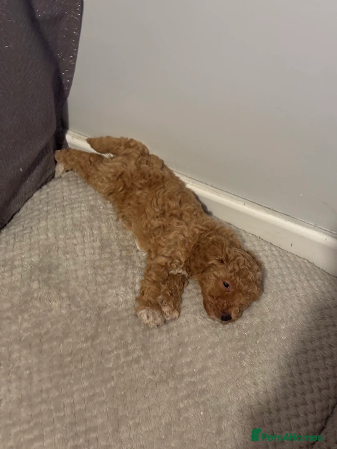 Toy Poodle dogs for sale: Toy puddles  - Advert 18