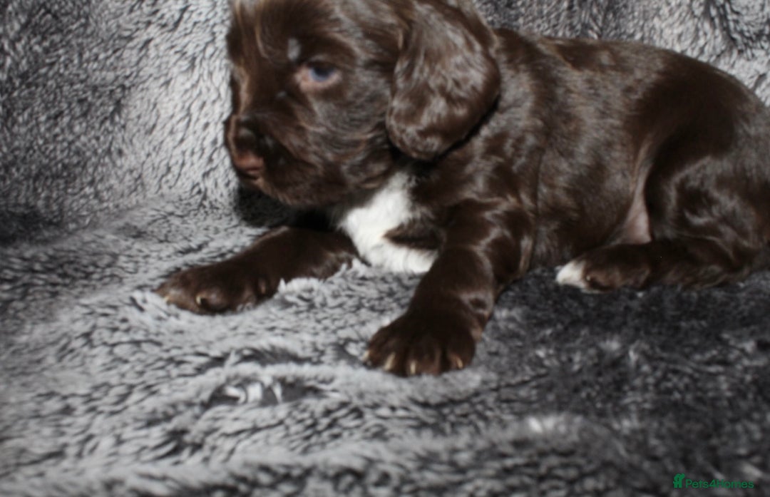 Cocker Spaniel dogs for sale: Beautiful KC reg Cocker Spaniel Pups - Image 12