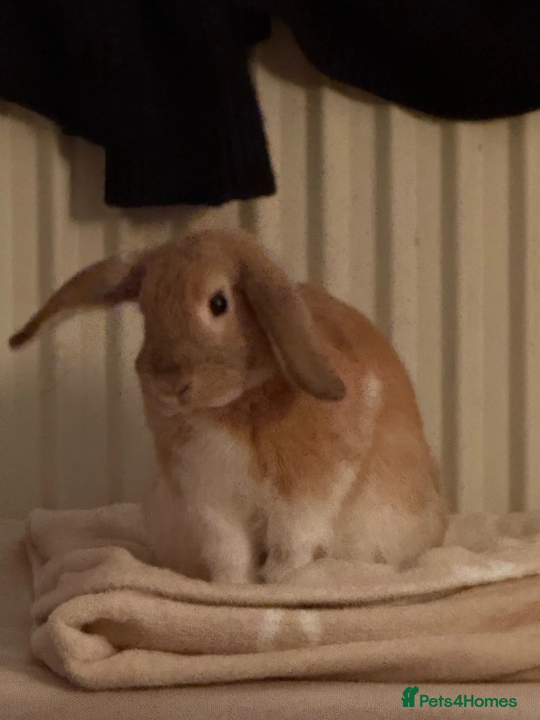 Mixed Breed rabbits for sale: Bonded Pair of 6-Month-Old Rabbits in Croydon - Advert 2