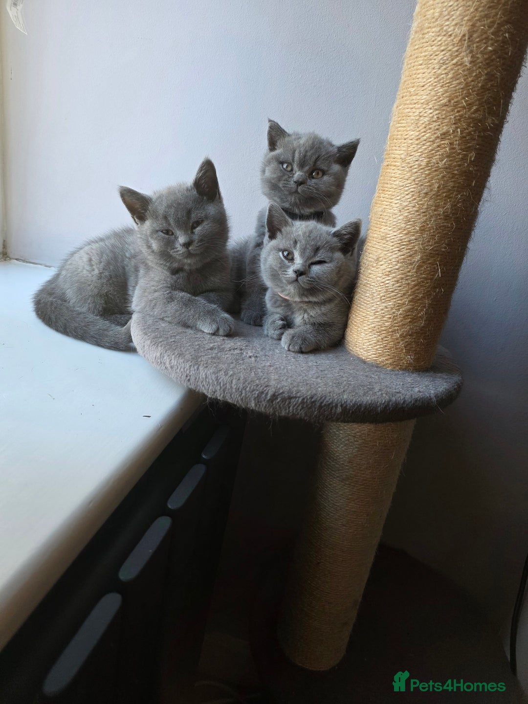 British Shorthair cats for sale:  GCCF British Shorthair - Champion Bloodlines  - Advert 8