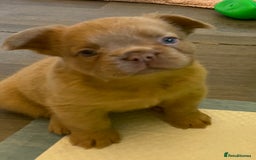 French Bulldog dogs for sale: Quality health tested/KC fluffy French bulldogs - Image 24
