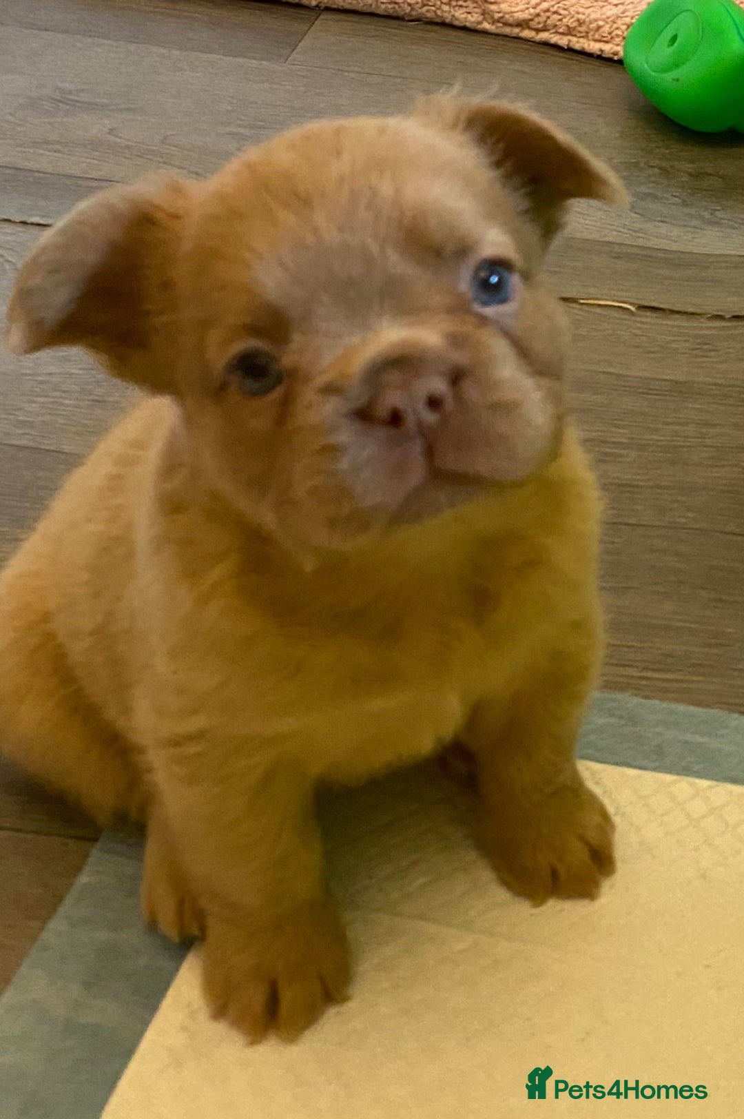 French Bulldog dogs for sale: Quality health tested/KC fluffy French bulldogs - Image 24