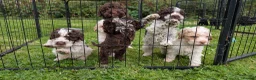 Lagotto Romagnolo dogs for sale: Lovely Lagotto Pups (KC Reg, imported breeding) - Advert 5