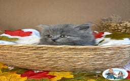 British Shorthair cats for sale: 3 British short hair / long hair kittens  - Image 22