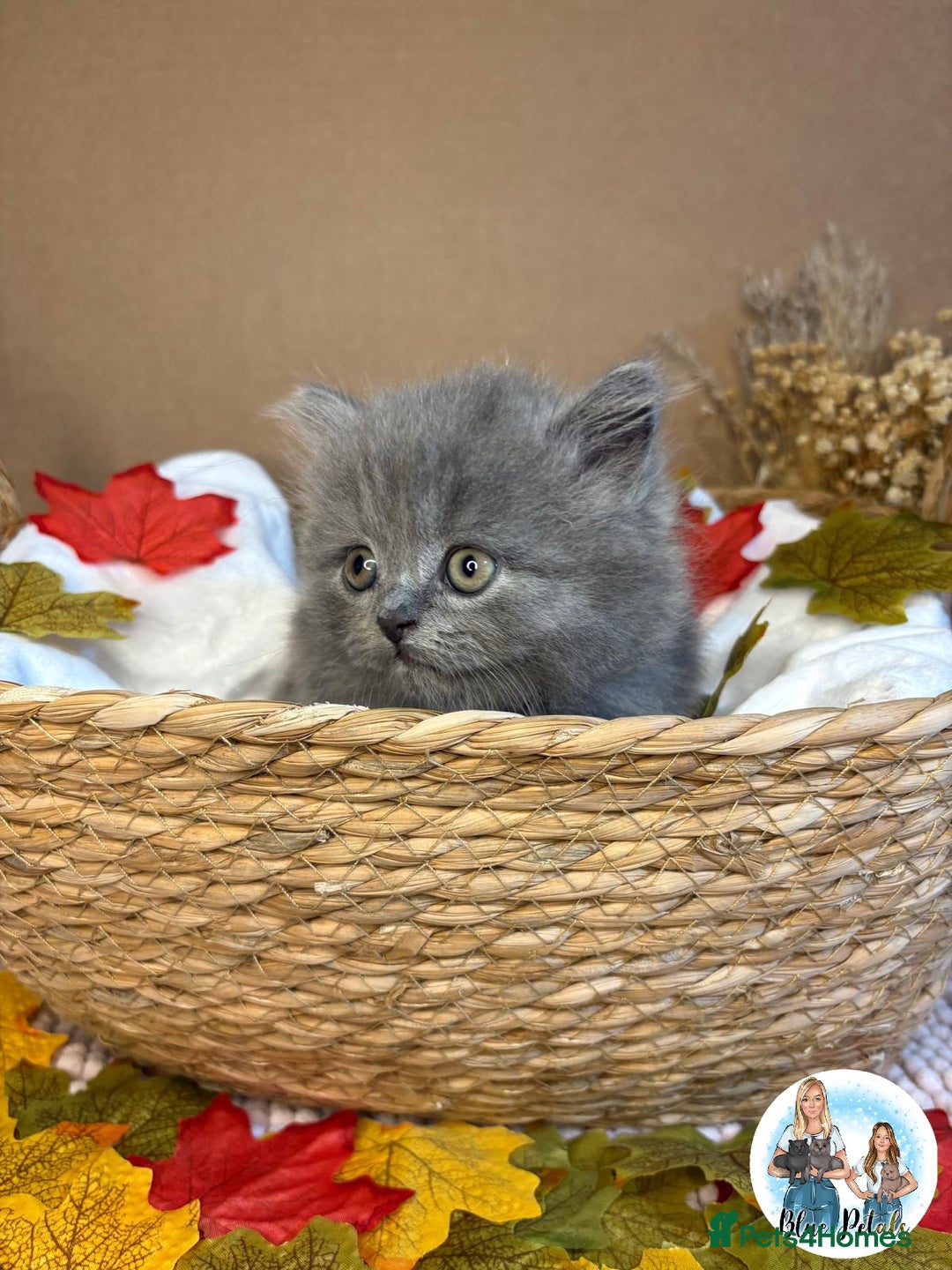 British Shorthair cats for sale: 3 British short hair / long hair kittens  - Image 22