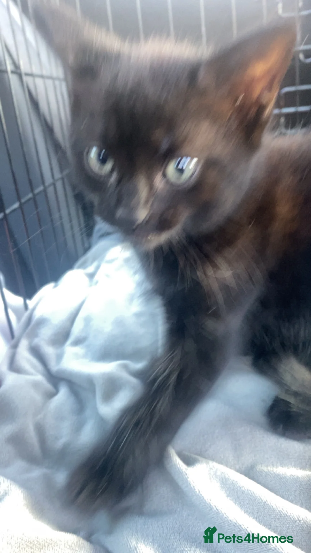 Mixed Breed cats for sale: 2 babys  in Bury Saint Edmunds - Advert 2