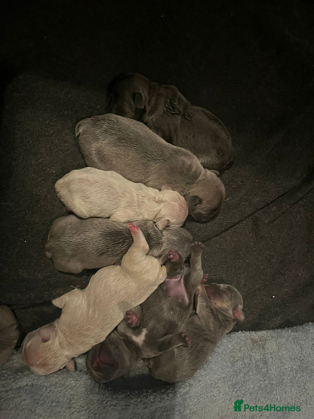 French Bulldog dogs for sale: 7 Stunning Babies ❤️💙 - Image 1