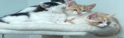 Mixed Breed cats for sale: Part Ragdoll Kittens Looking for Forever Families - Advert 11