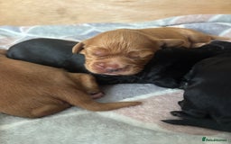 Cocker Spaniel dogs for sale: KC reg Cocker Spaniel puppies  - Image 6