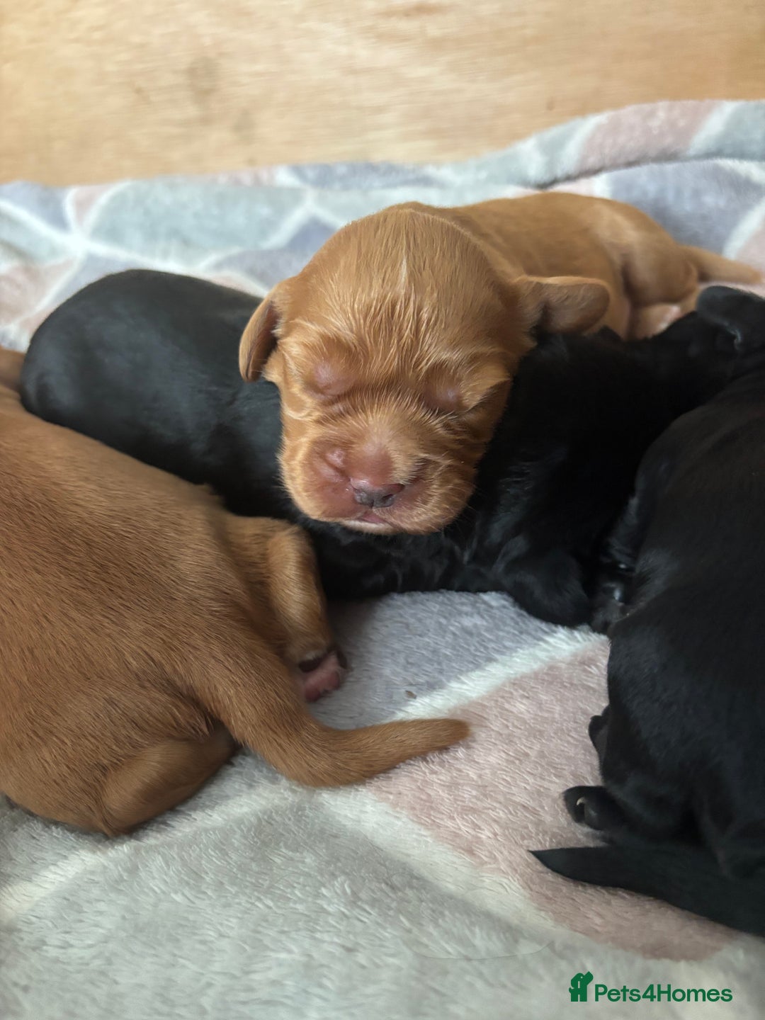 Cocker Spaniel dogs for sale: KC reg Cocker Spaniel puppies  - Image 6