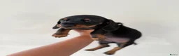 Dachshund dogs for sale: 2 Female 2 Male Dachshund Puppies - Advert 5