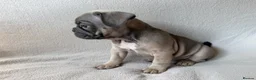 French Bulldog dogs for sale: KC Registered French Bulldogs Boys Ready Now in Borehamwood - Advert 12