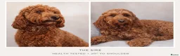 Mini Goldendoodle dogs for sale: Beautiful Miniature Goldendoodles Available  - Advert 16